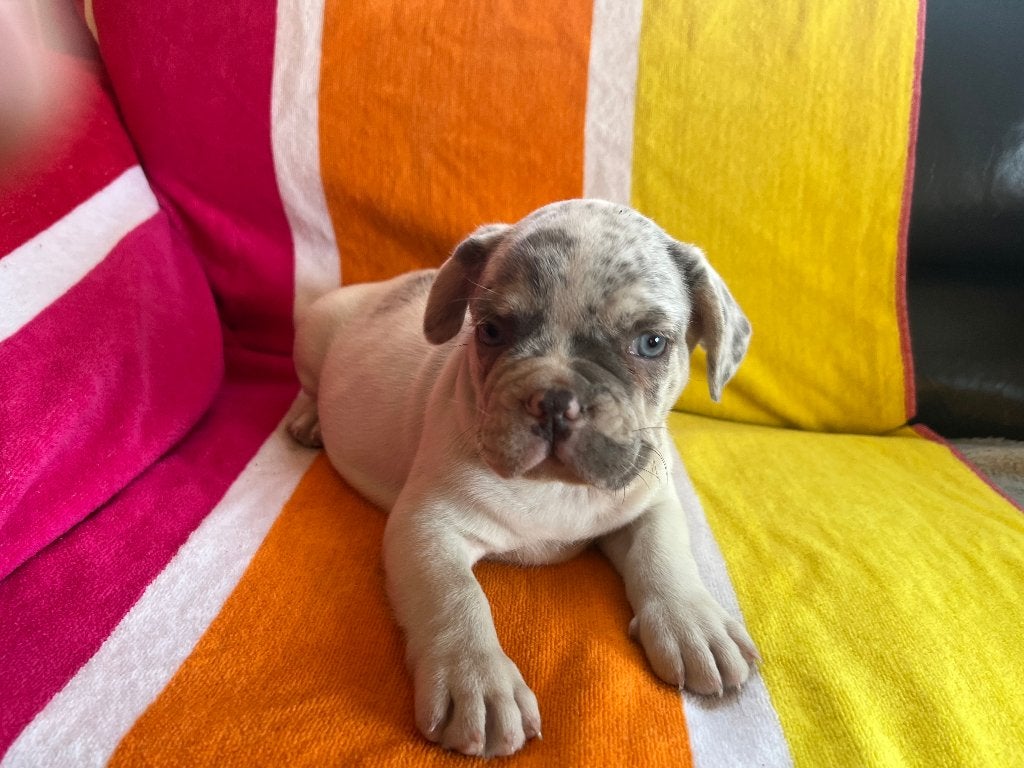 Mooie Franse Bulldog PUP Reutje te koop aangeboden, Dieren en Toebehoren, Reu, 8 tot 15 weken, Eén hond, Nederland