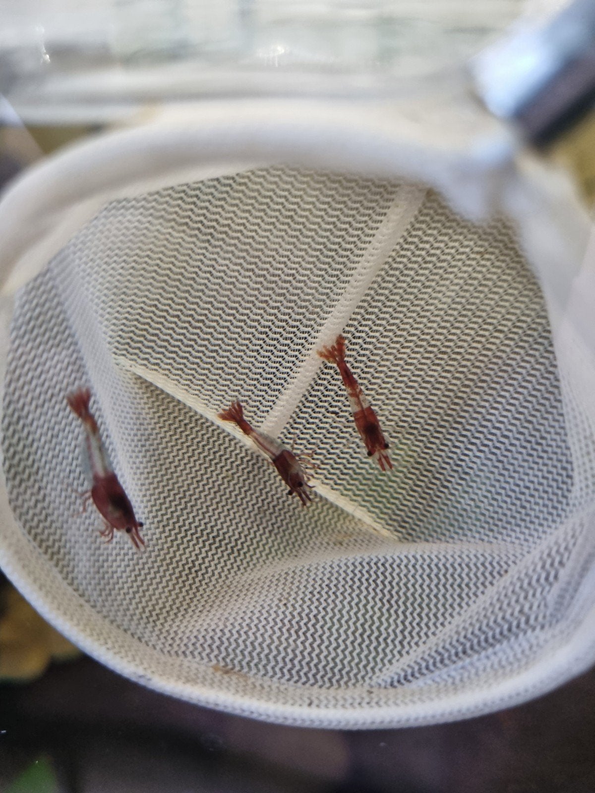 LG - 10 stuks rode rili neocaridina garnaal, Dieren en Toebehoren, Vissen | Aquariumvissen, Kreeft, Krab of Garnaal, Zoetwatervis