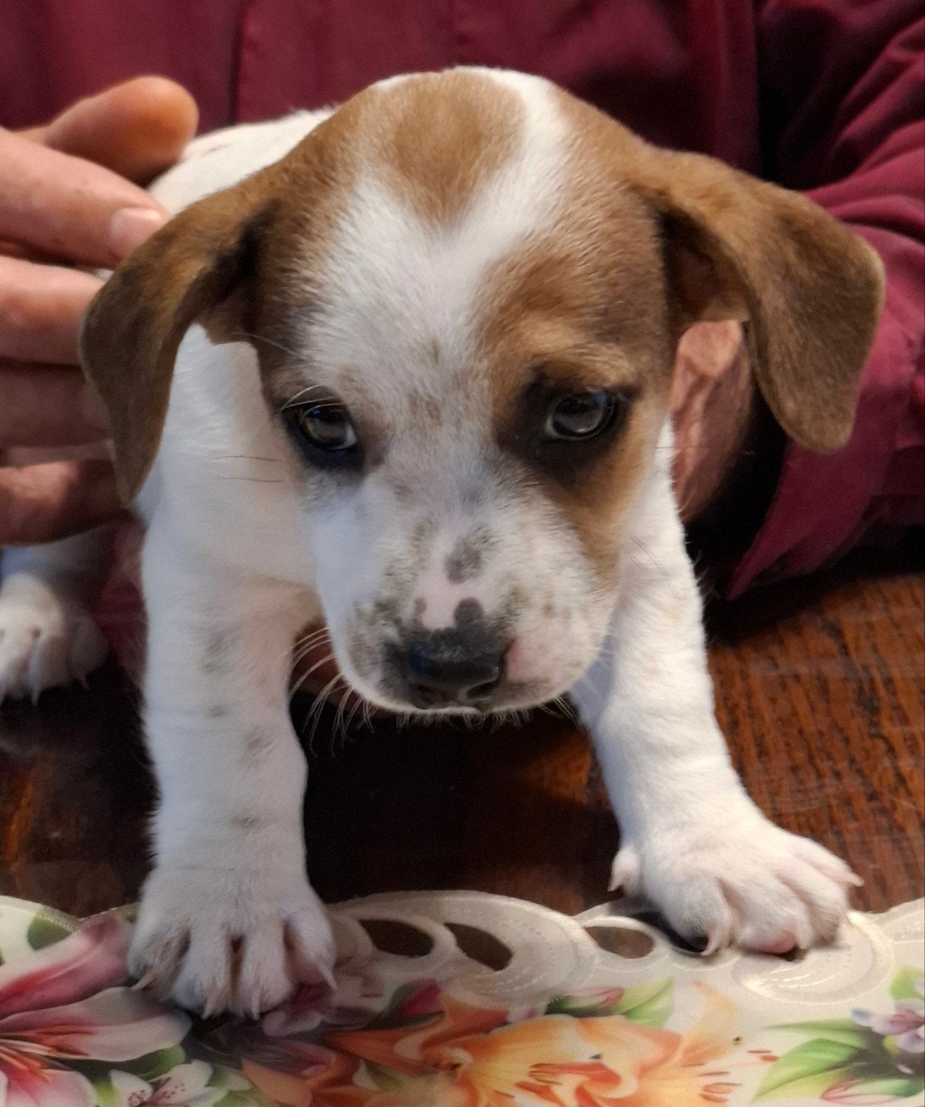 te koop super mooie jack russel puppies, Dieren en Toebehoren, Jack Russell Terriër, Meerdere, Meerdere dieren, Nederland