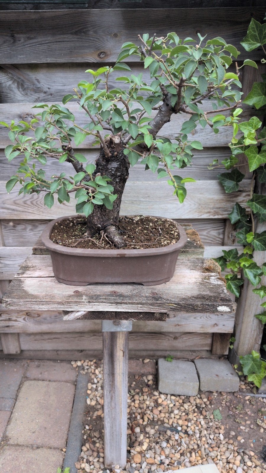 Bonsai wilde kers, Ophalen, Overige soorten, Halfschaduw