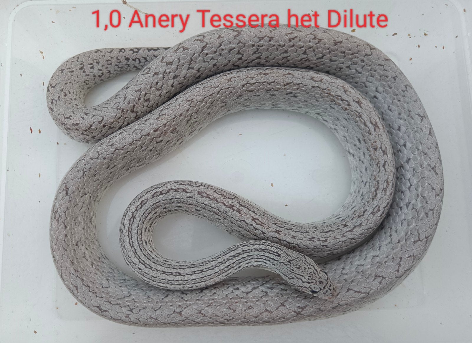 1,1 Korenslangen - Pantherophis guttatus Corn Snake - male for sale from Gert