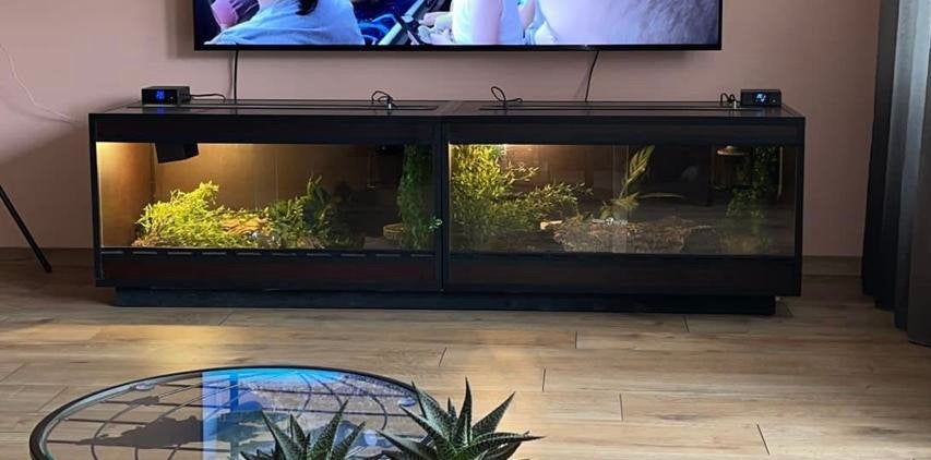 2 koningspytons inclusief terrarium en toebehoren, Dieren en Toebehoren, Slang, 3 tot 6 jaar