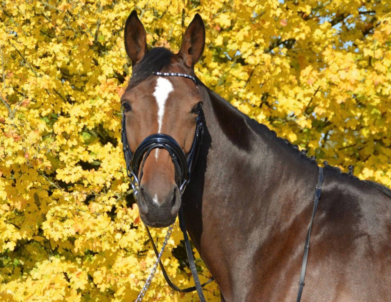 Zachtaardige 14 jarige kwpn merrie te koop, Merrie, Recreatiepaard