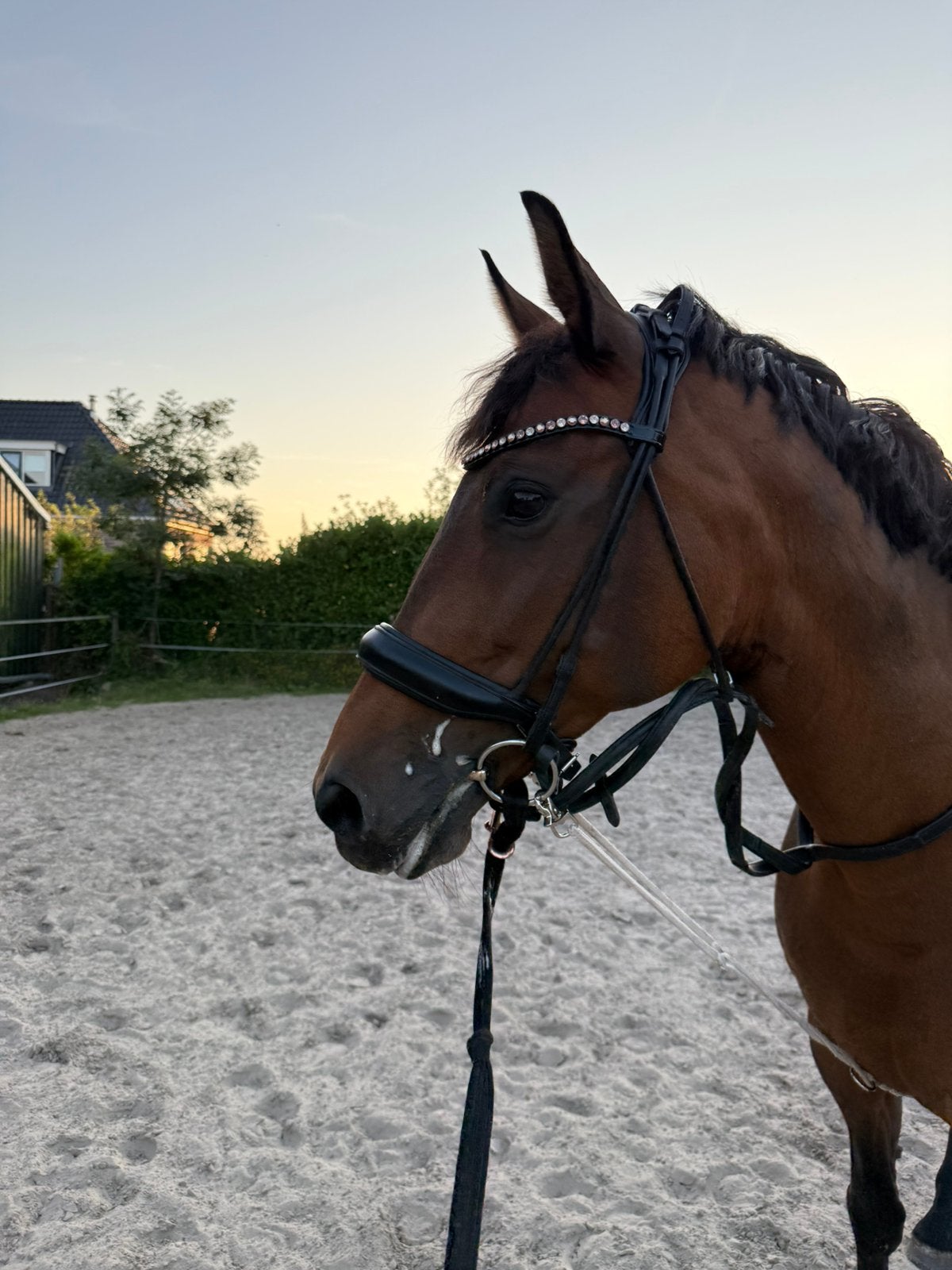 Mooie correcte FOKMERRIE ster, ibop,DO-C, Dieren en Toebehoren, Paarden, Merrie, Dressuurpaard