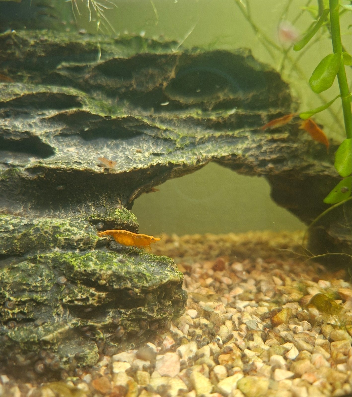 Garnalen te koop uit een Hobbyaquarium, Dieren en Toebehoren, Vissen | Aquariumvissen, Kreeft, Krab of Garnaal