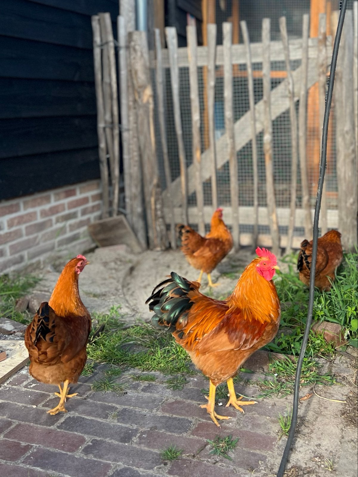 New Hampshire kriel haan met 3 kippen, Dieren en Toebehoren, Pluimvee, Meerdere dieren, Kip
