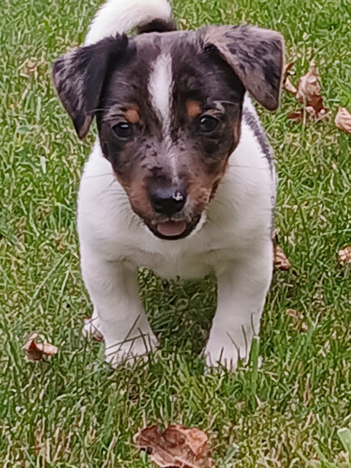 Te koop mooie Jack Russel pups, Dieren en Toebehoren, Honden | Jack Russells en Terriërs, Jack Russell Terriër, Reu, 8 tot 15 weken