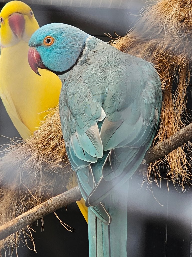 Koppel Halsbandparkieten | Blauw | 2025, Dieren en Toebehoren, Meerdere dieren, Parkiet, Geringd