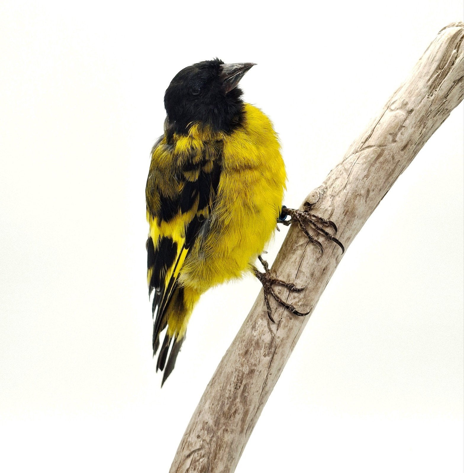 Opgezette zwartkopsijs taxidermie, Ophalen of Verzenden, Nieuw, Vogel, Opgezet dier