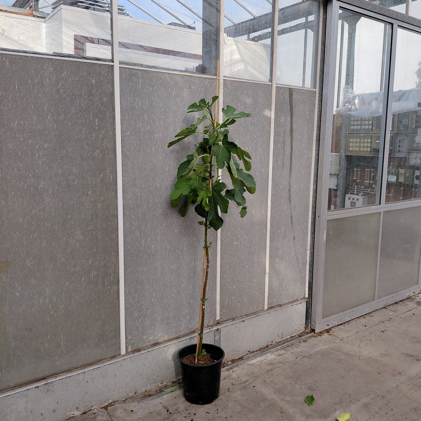 Ficus carica 'Brown Turkey' - Vijgenboom 125 cm, Ophalen of Verzenden, Overige soorten, Volle zon