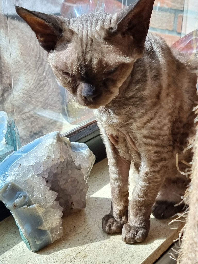 Devon rex kater met stamboom seal point, Kater, Met stamboom, 3 tot 5 jaar