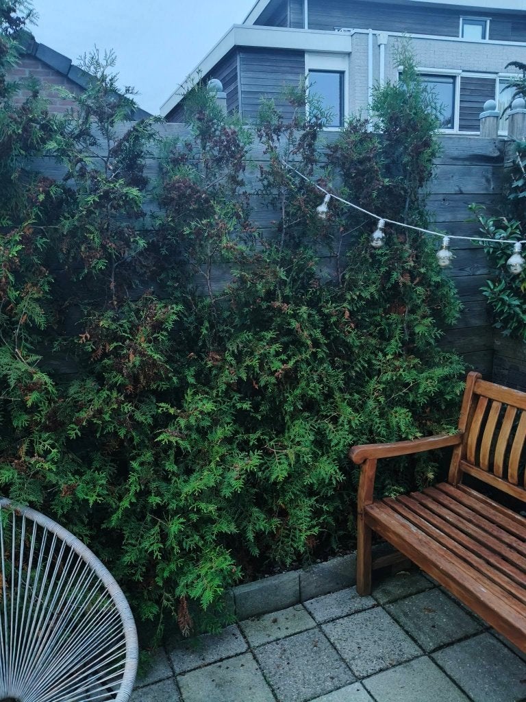 3 Thuja van 250cm en 5 Thuja coniferen van 200cm. ., Volle zon, Vaste plant, Bloeit niet, Ophalen