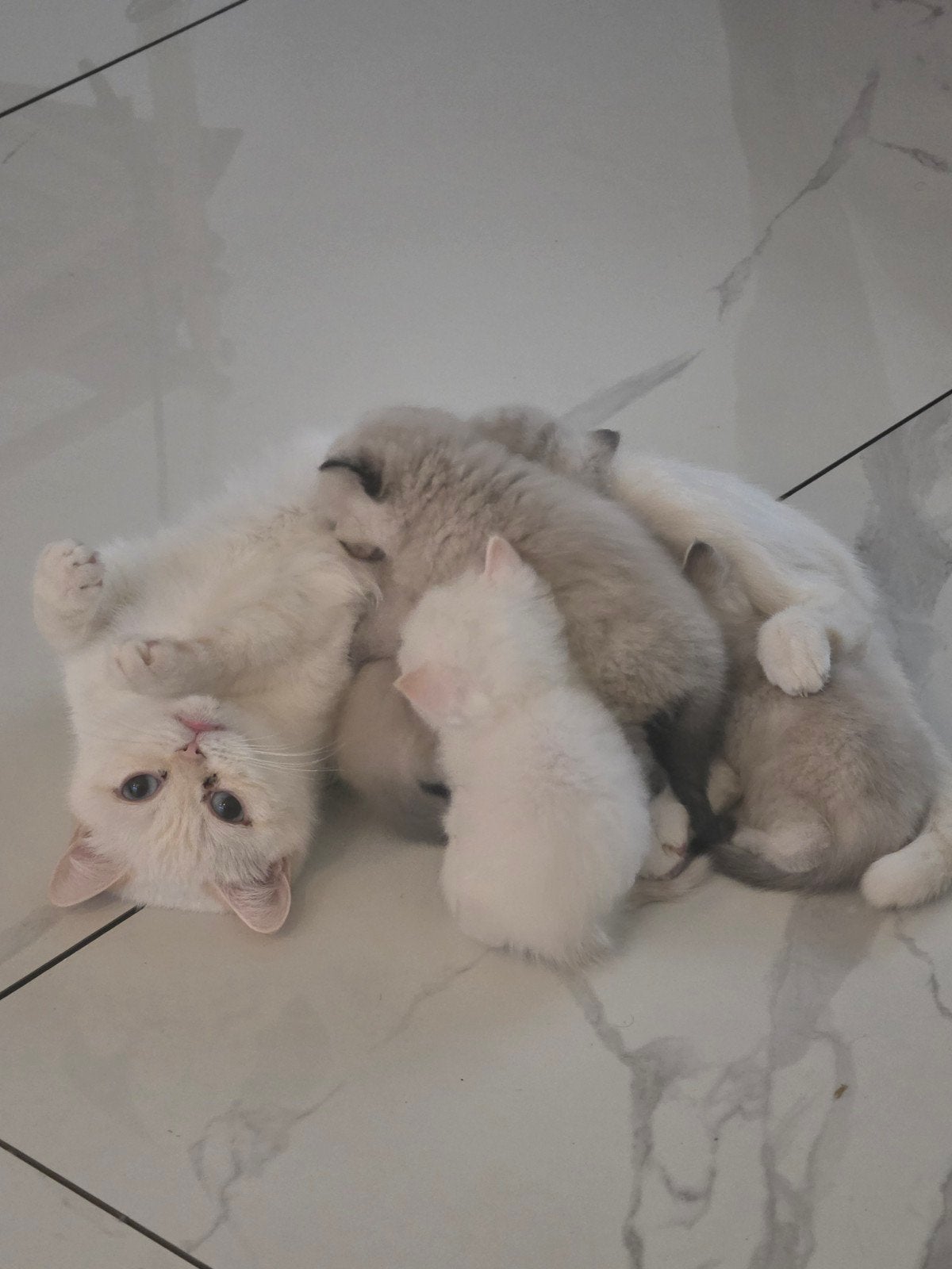 Britse Korthaar x Ragdoll kittens 7 weken mogen direct mee, Meerdere dieren, Ontwormd