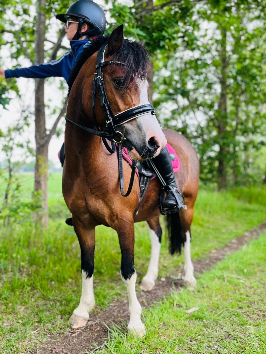 Super knappe sportpony, Dieren en Toebehoren, Pony's, Merrie, Met stamboom, Springpony, L