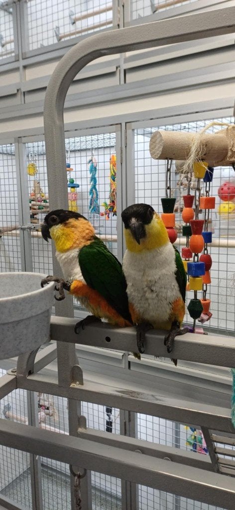 zwartkopcaique, Vrouwelijk, Papegaai, Geringd