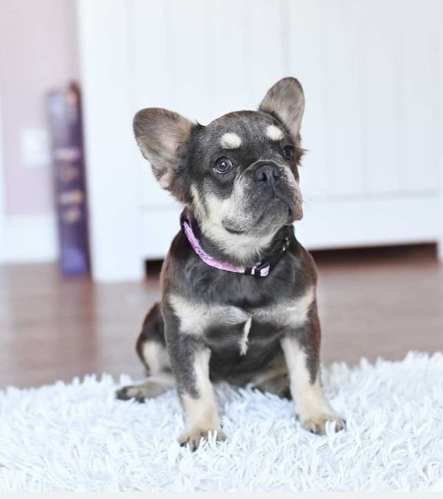 Franse Bulldog, fluffy, teefje, Fokker | Hobbymatig, 15 weken tot 1 jaar, Buitenland, Teef