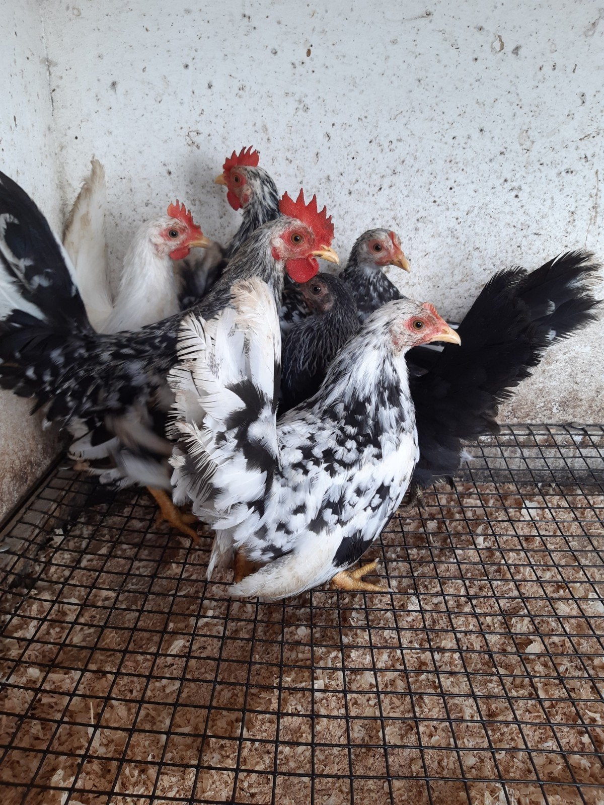 chabo kriel kippen, Dieren en Toebehoren, Vrouwelijk, Kip
