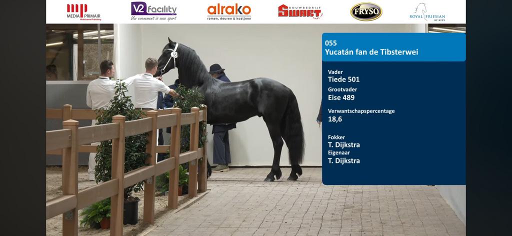 3 jarige friese ster hengst. V. Tiede 501, Hengst, Dressuurpaard, 3 tot 6 jaar