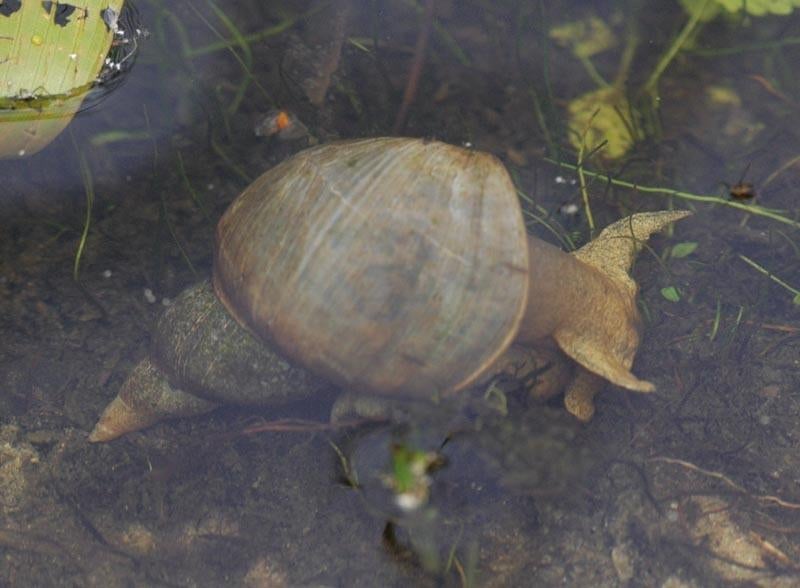 Poelslakken voor de vijver 🐌, Dieren en Toebehoren, Vissen | Vijvervissen, Overige soorten