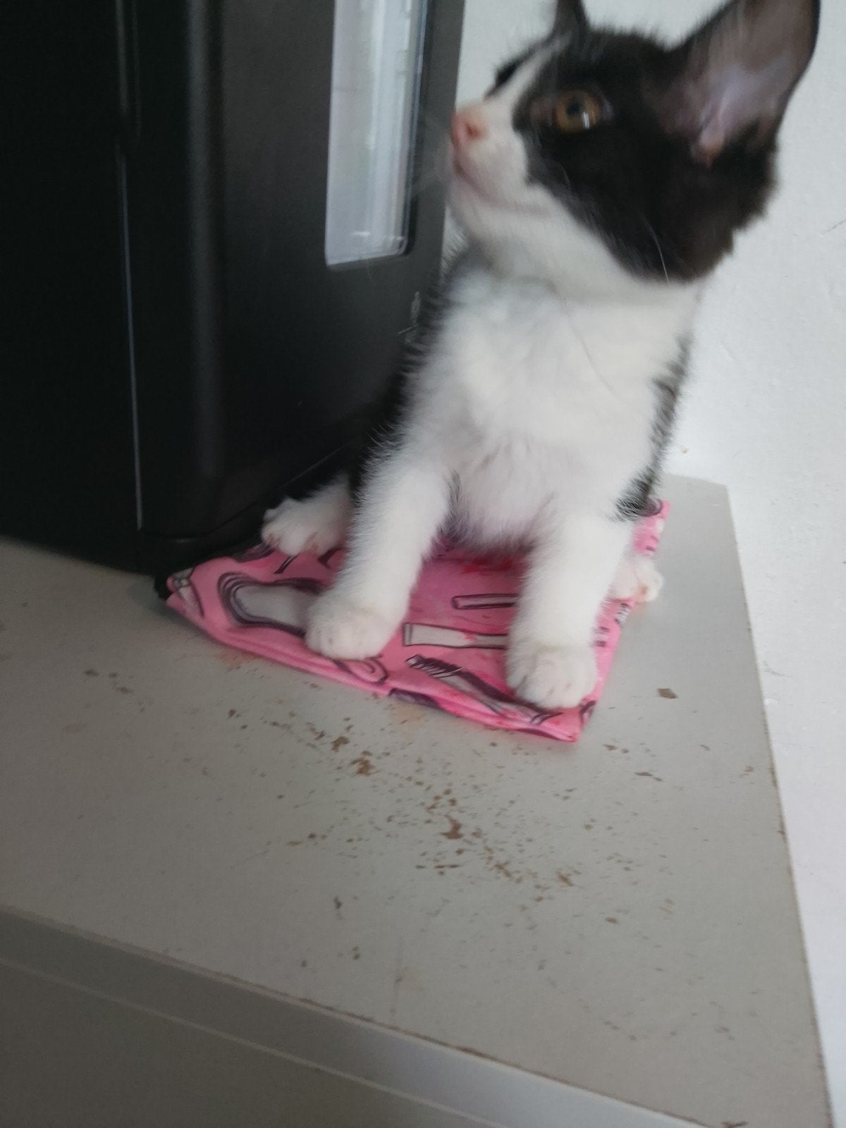 Kitten 10 weken, Poes
