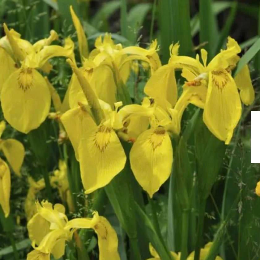 Iris Geel / Gele lis, Ophalen, Overige soorten, Volle zon