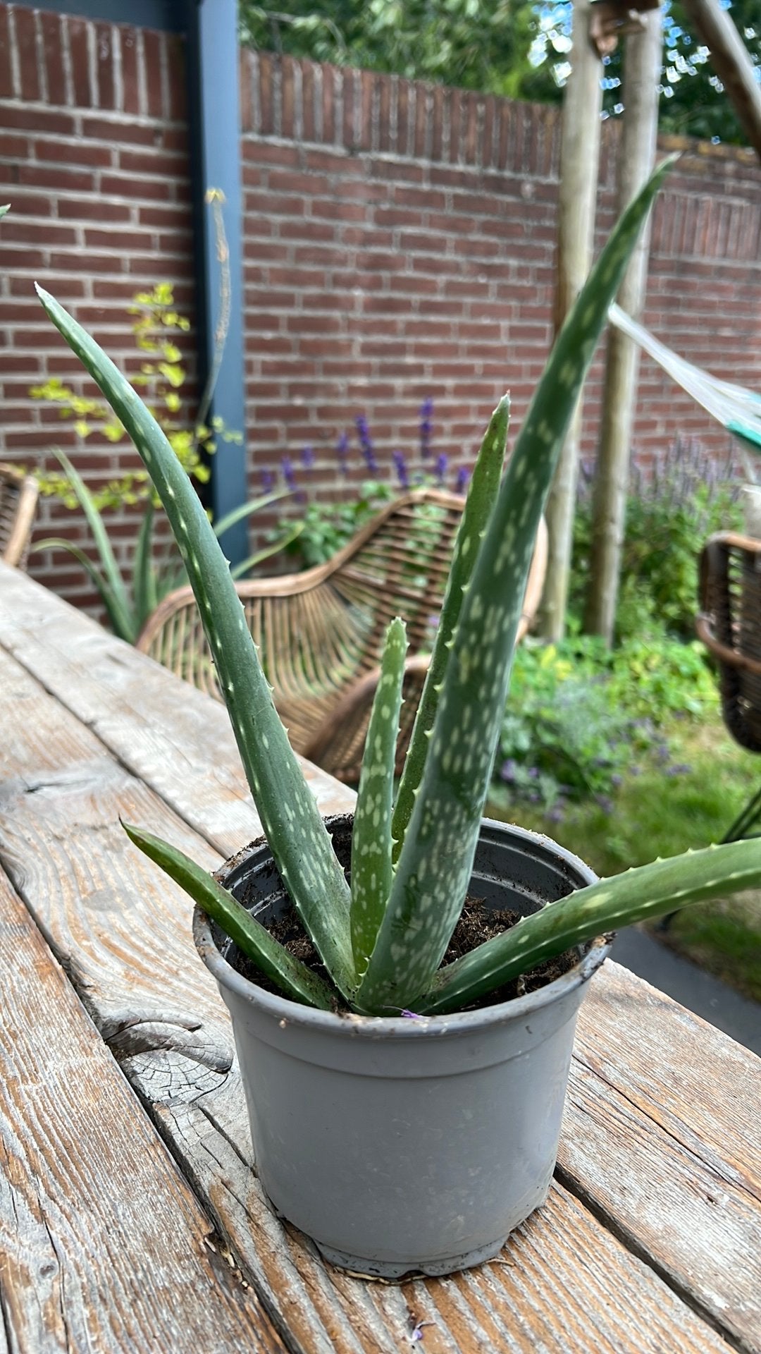 Aloe vera plant, Ophalen, Overige soorten, Volle zon
