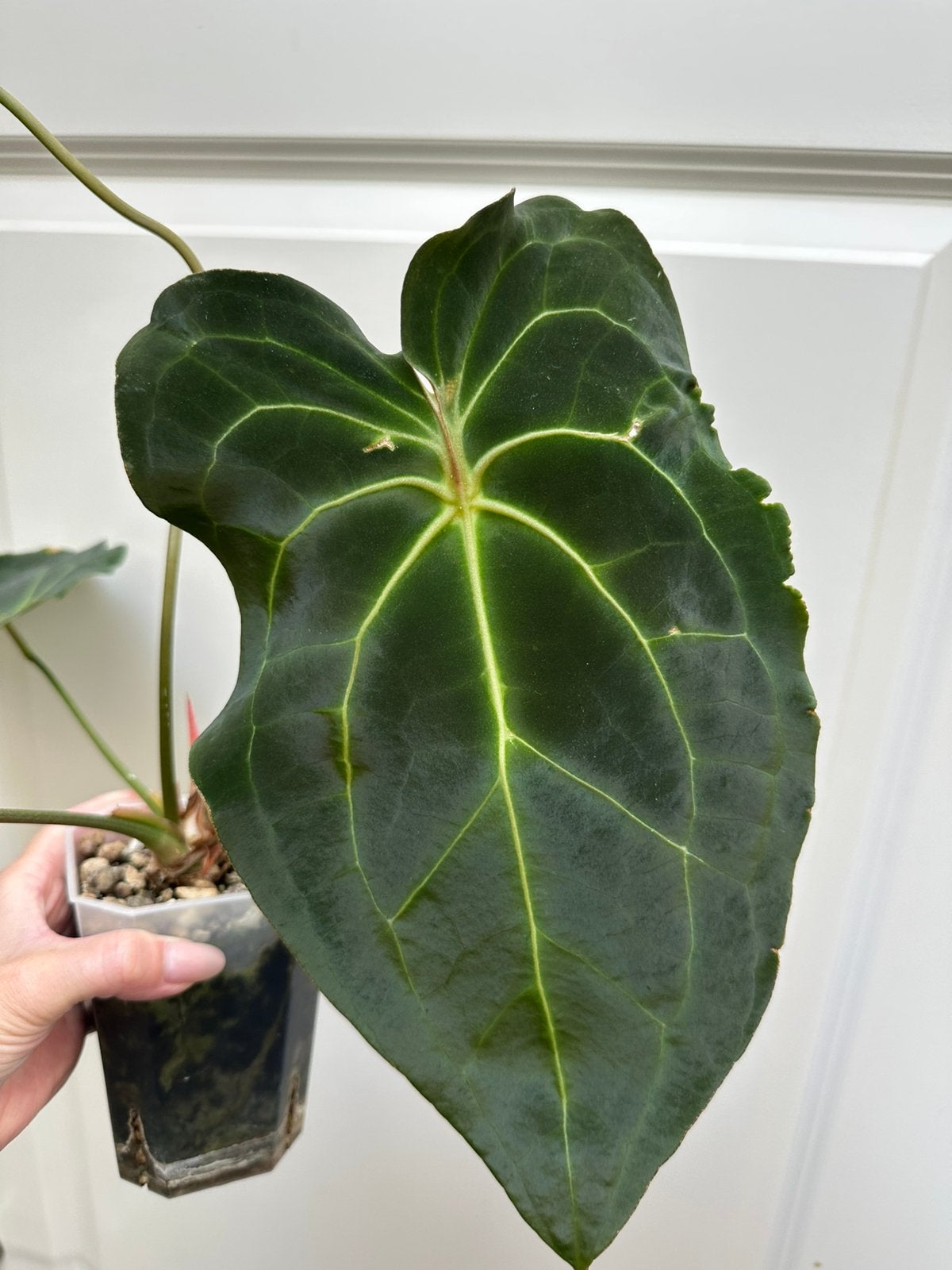 Anthurium forgetti X yellow spider, Ophalen of Verzenden, Halfschaduw, Minder dan 100 cm
