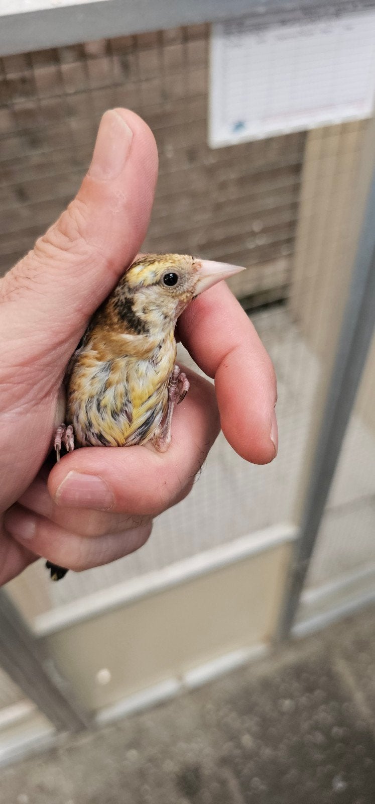 Te koop parva mooie gezonde jongen van 2026, Meerdere dieren, Bastaard