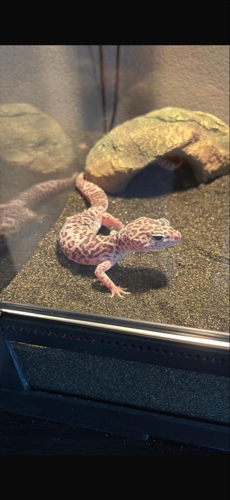 Luipaard gekkos Leopard Gecko - female for sale from Sjaak