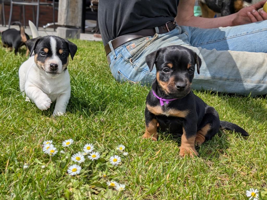 Prachtige jack Russel pups, Jack Russell Terriër, 8 tot 15 weken, Meerdere, Meerdere dieren
