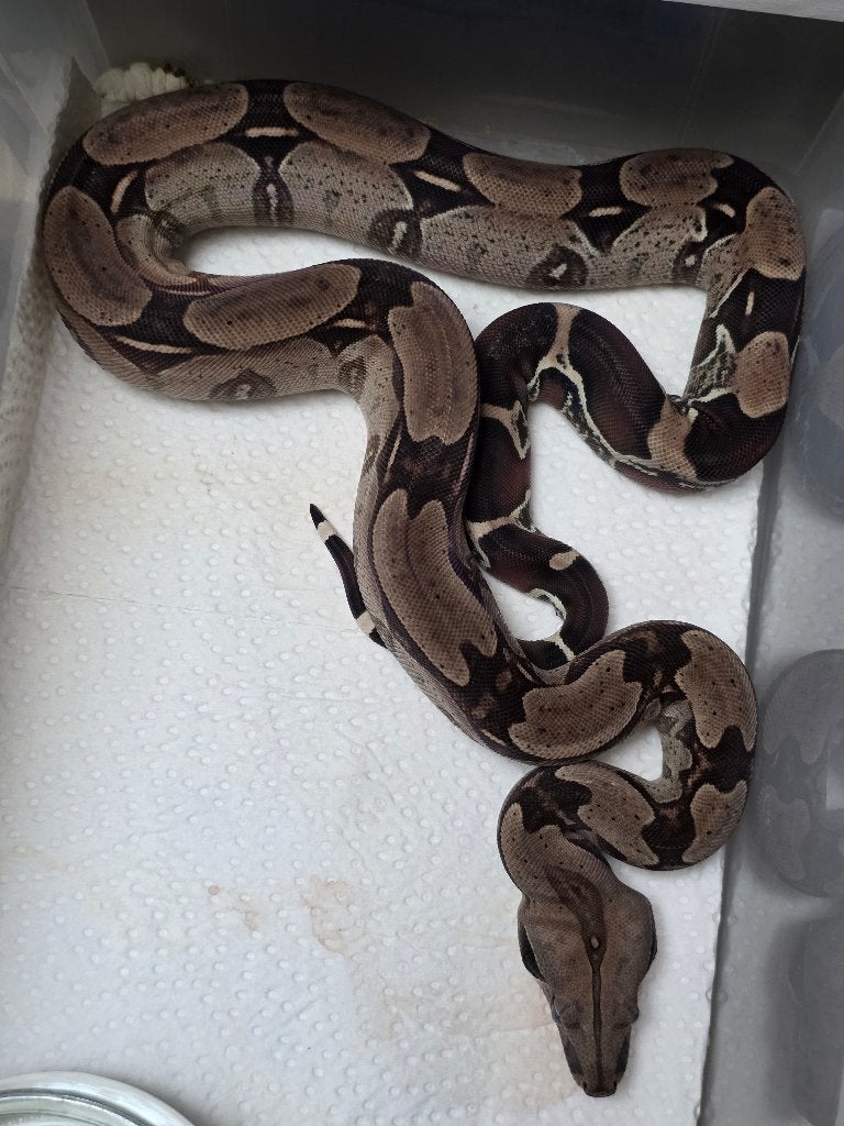 Koppel zuivere surinaamse roodstaartboa's Boa Constrictor - unknown for sale from Nijenhuis