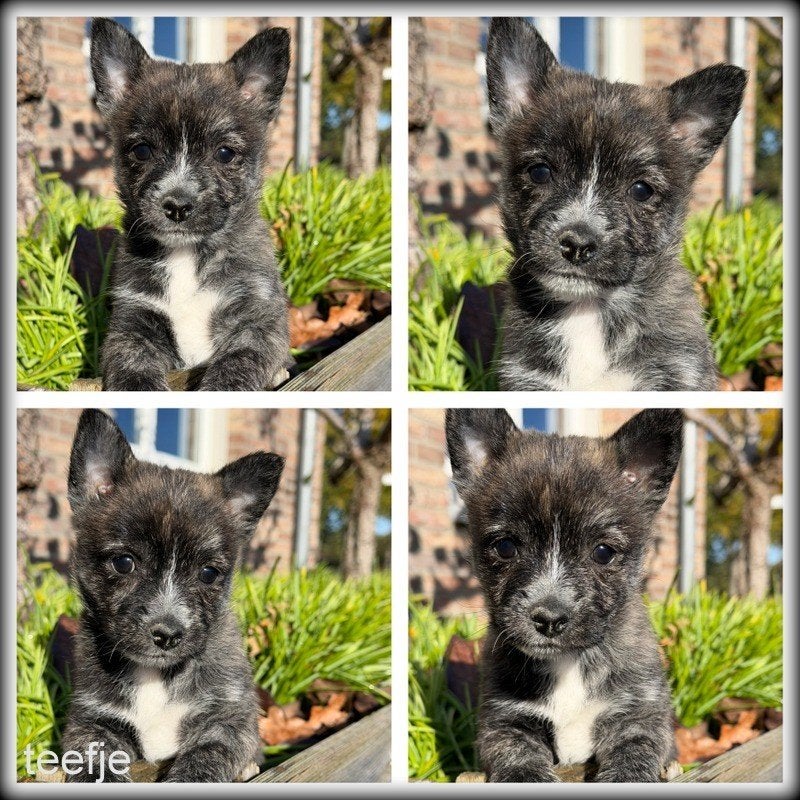 Pomeriaan x Westy kruising pups, Nederland, Overige rassen, 8 tot 15 weken, CDV (hondenziekte)