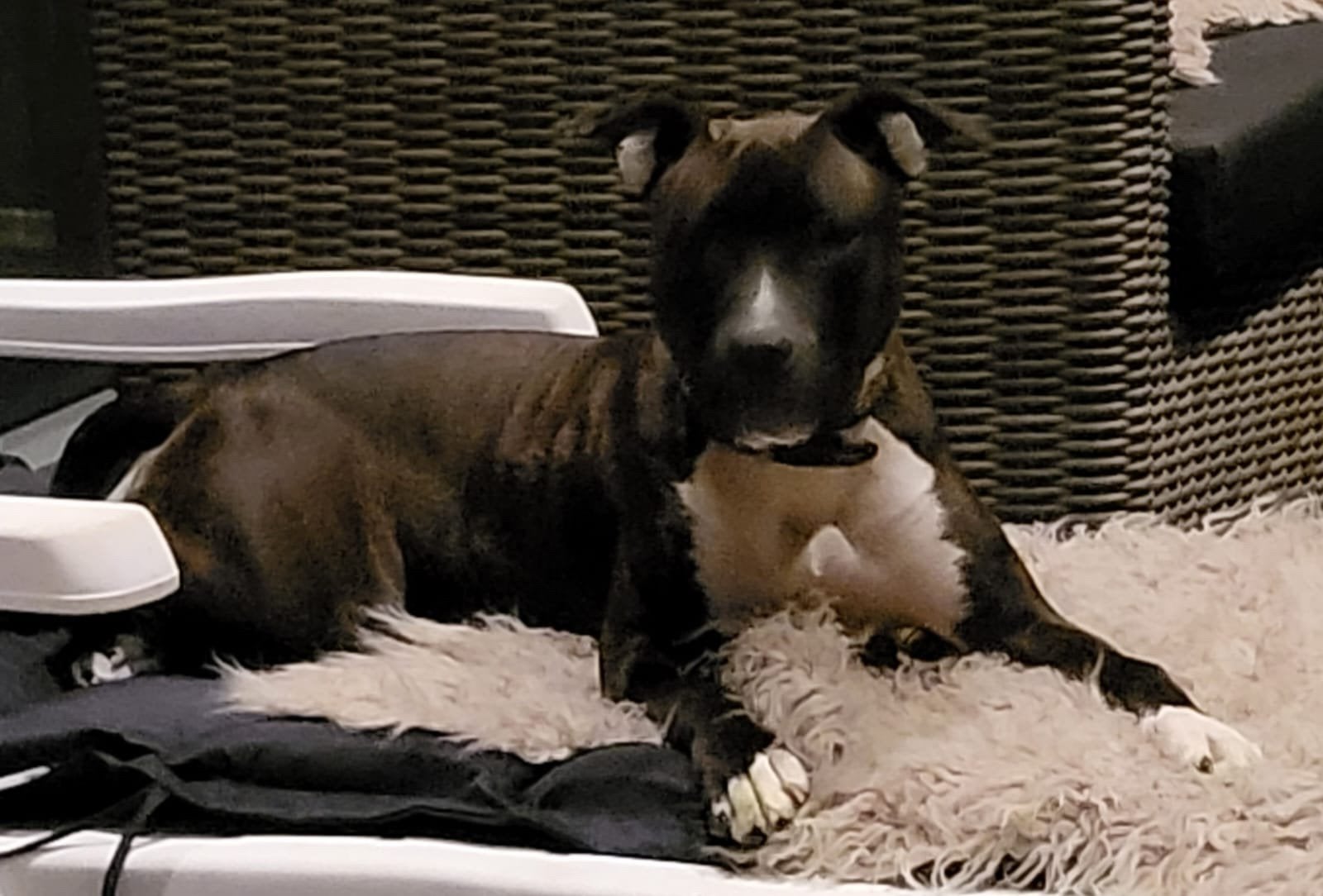 Goede plek gezocht voor deze lieve dame, American Staffordshire Terriër, Teef, Eén hond, CDV (hondenziekte)