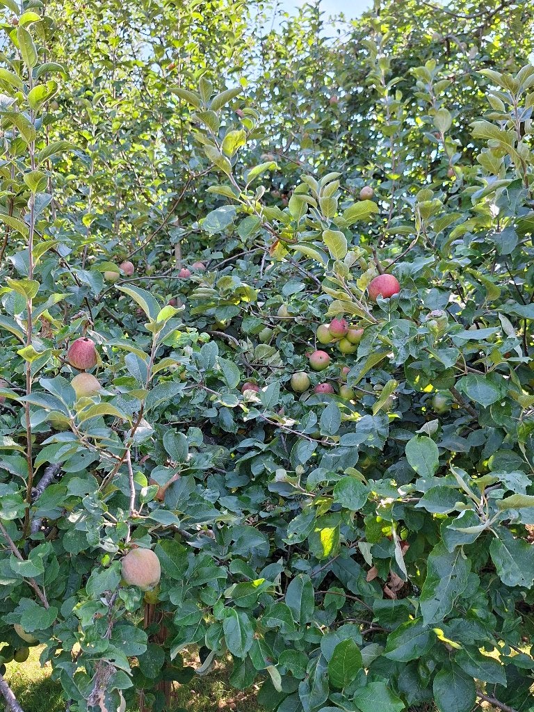 Appels, Ophalen