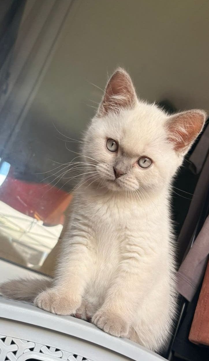 Britse korthaar/regdol kitten, Dieren en Toebehoren, Katten en Kittens | Raskatten | Langhaar, Kater