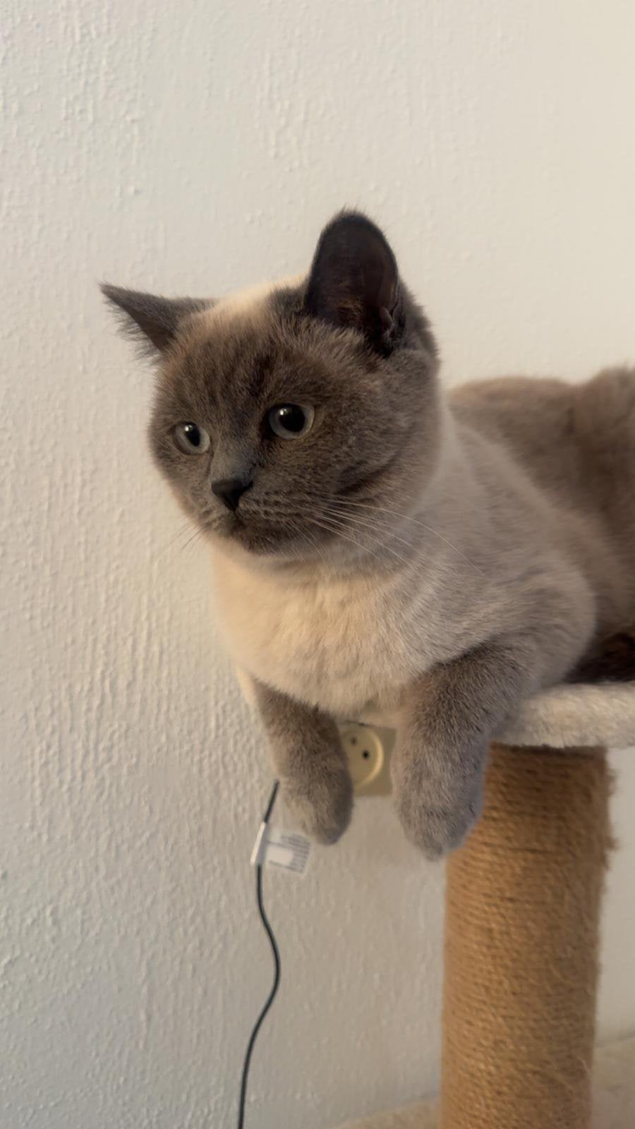 Britse korthaar blue point 1,5 jaar, Poes, Gechipt, 0 tot 2 jaar