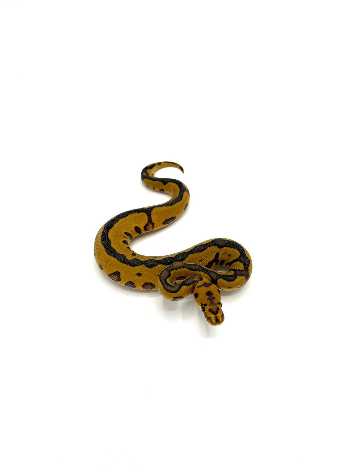 Diverse Python regius - koningspythons Ball Python photo 7