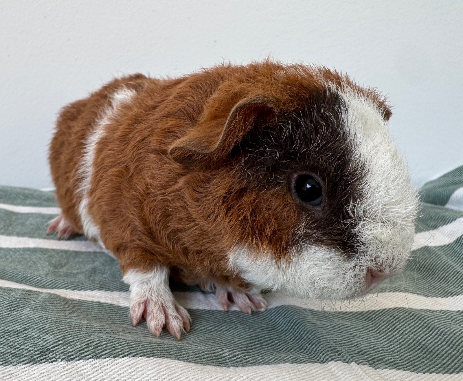 Lief zeugje Belle, Dieren en Toebehoren, Knaagdieren, Augustus, Vrouwelijk, Cavia