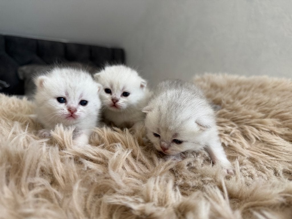 Britse Korthaar Kittens, Meerdere dieren, Ontwormd, 0 tot 2 jaar