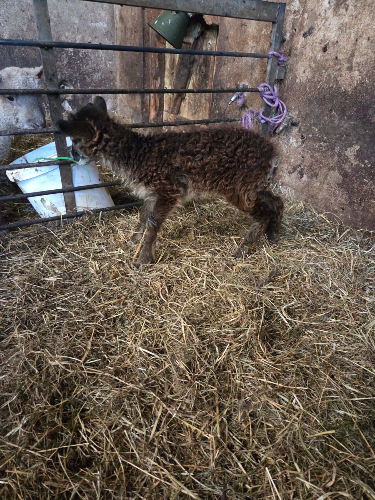 Gratis soaya fleslam, Dieren en Toebehoren, Schaap