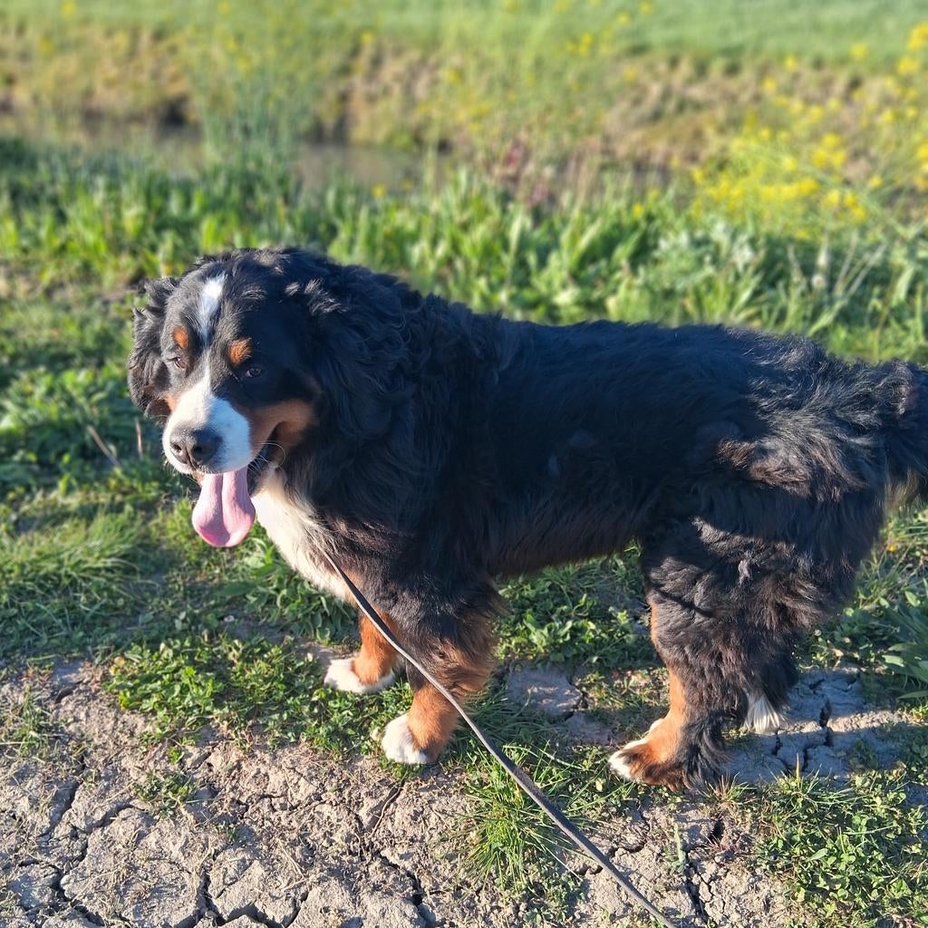 Dekreu berner sennen, Reu, 1 tot 2 jaar, Eén hond, Nederland