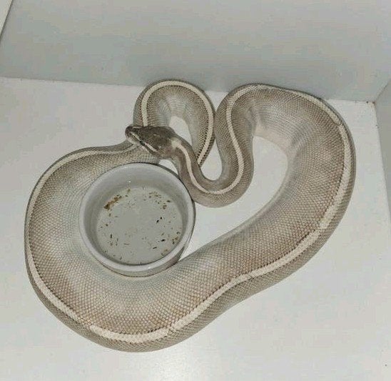 Ball python-python regius diverse slangen, Dieren en Toebehoren, Reptielen en Amfibieën, Slang, 0 tot 2 jaar