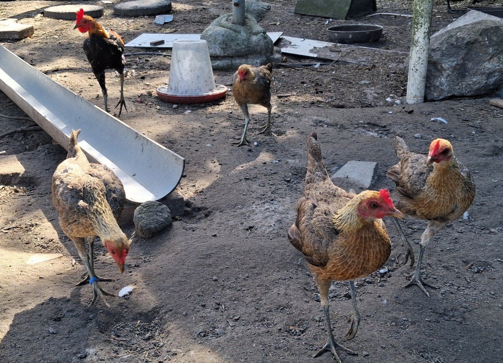 Engelse vechtkrieltjes haan + 4 hennen, Dieren en Toebehoren, Meerdere dieren, Kip