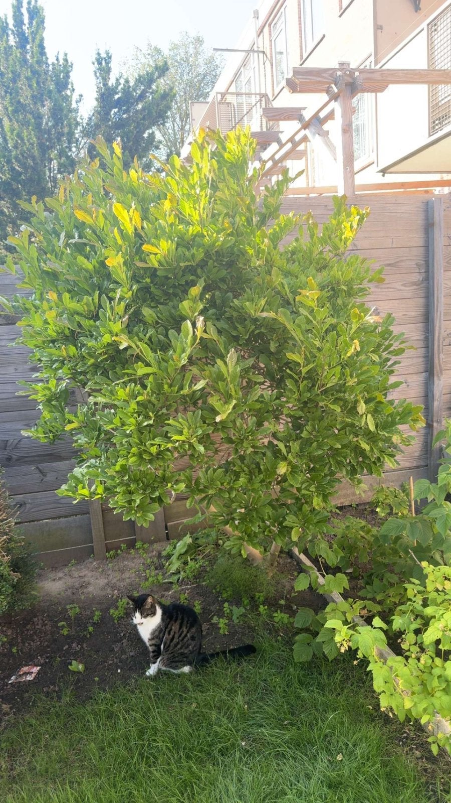 Magnolia wit, Ophalen, Overige soorten, Struik, 100 tot 250 cm