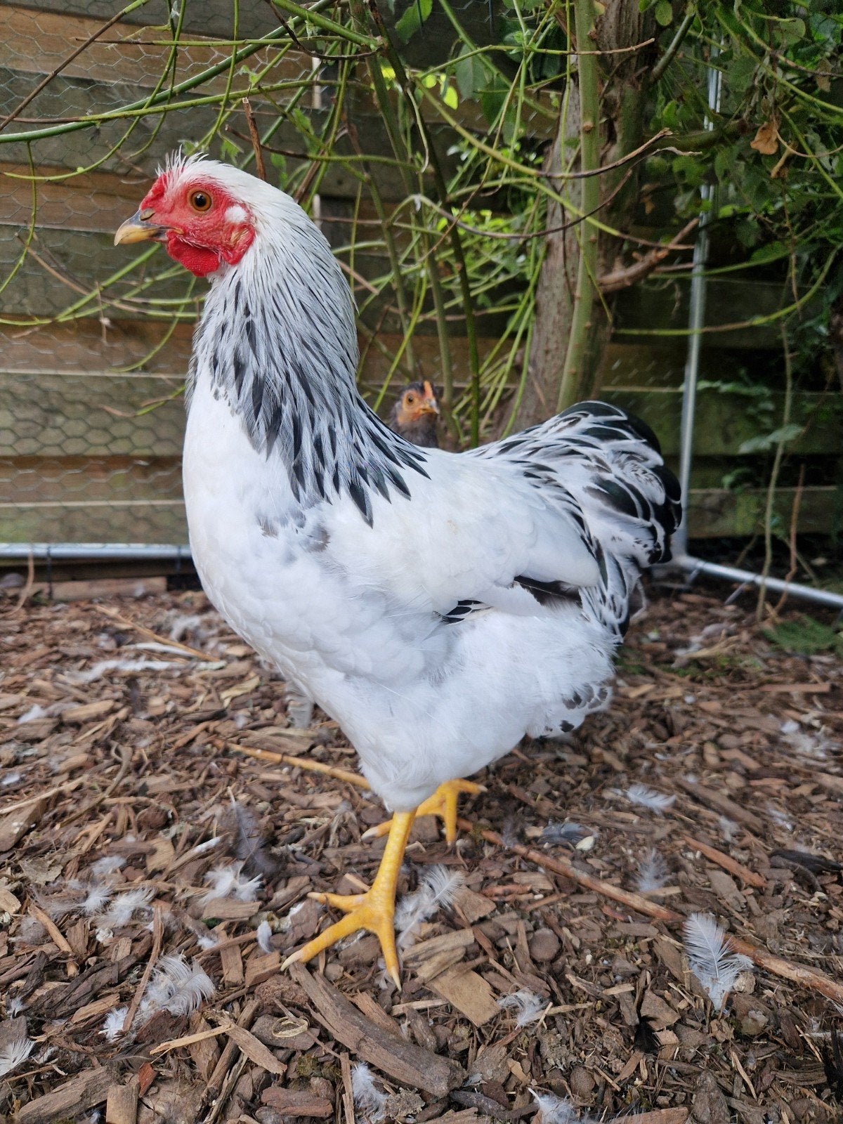mooie kriel wyandotte columbia haan, Dieren en Toebehoren, Pluimvee, Mannelijk, Kip