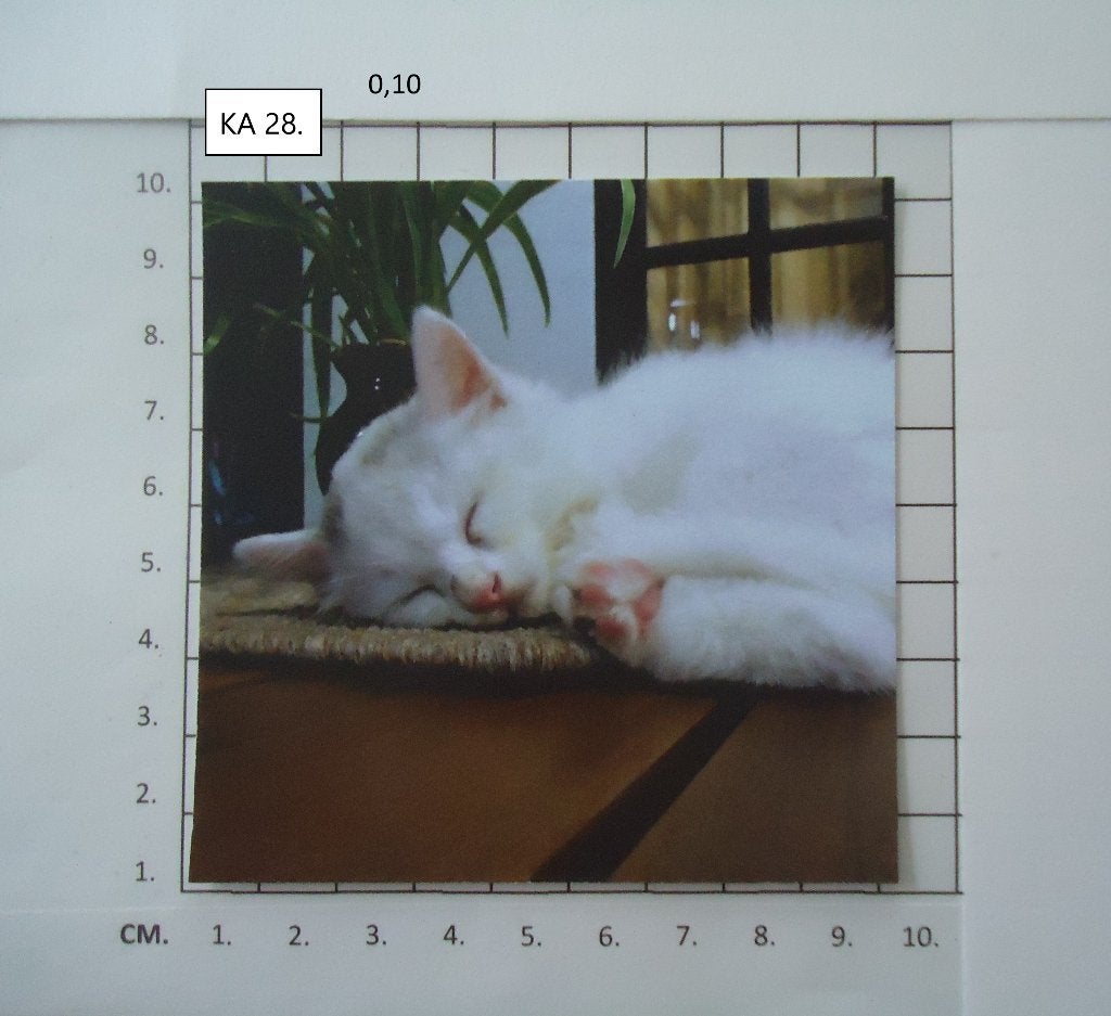 ⚠️nu 0,40 samen: 6 parelmoer kaartjes kat ( alleen verzenden, Ophalen, Nieuw, Dieren, Blanco kaart of Basiskaart