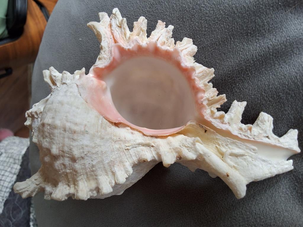 Grote murex schelp met roze parelmoer puur natuur 16cm, Verzamelen, Mineralen en Fossielen, Ophalen of Verzenden