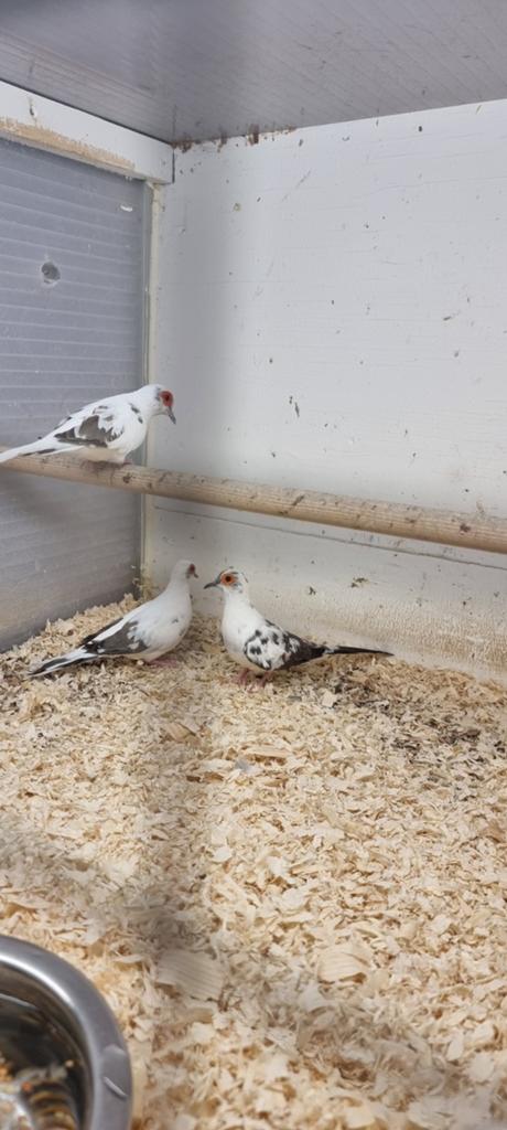 Diamantduifjes, Dieren en Toebehoren, Meerdere dieren, Parkiet