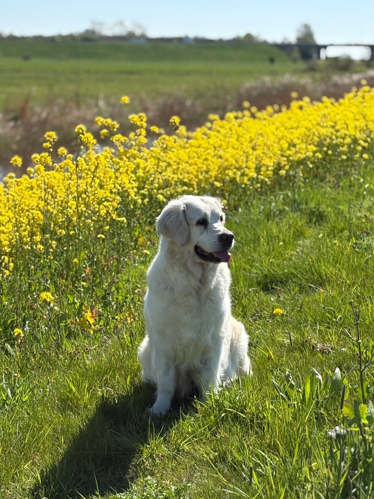 Golden retriever pups met stamboon, Dieren en Toebehoren, Honden | Retrievers, Spaniëls en Waterhonden, Golden retriever, Meerdere