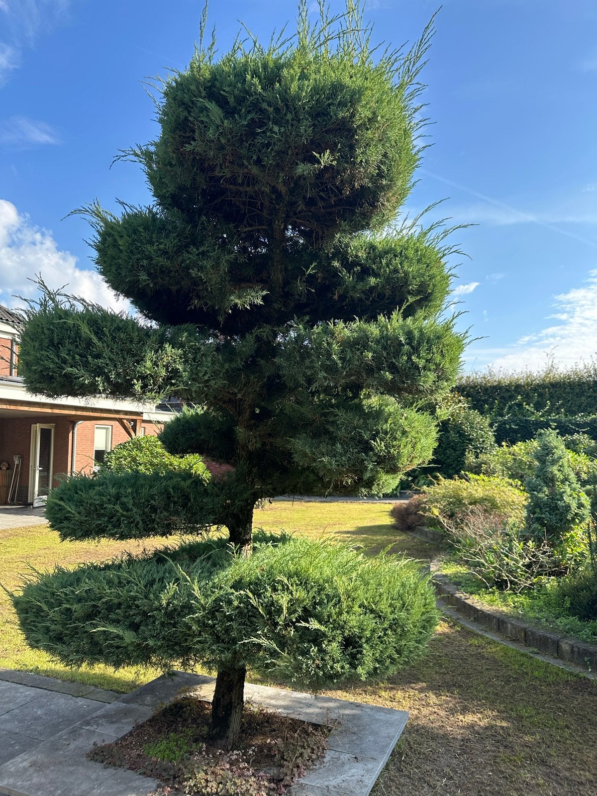 Jeneverbes Pompon - Juniperus chinensis ‘Pompon’ – ca. 2m, Bloeit niet, Overige soorten, 100 tot 250 cm, Ophalen